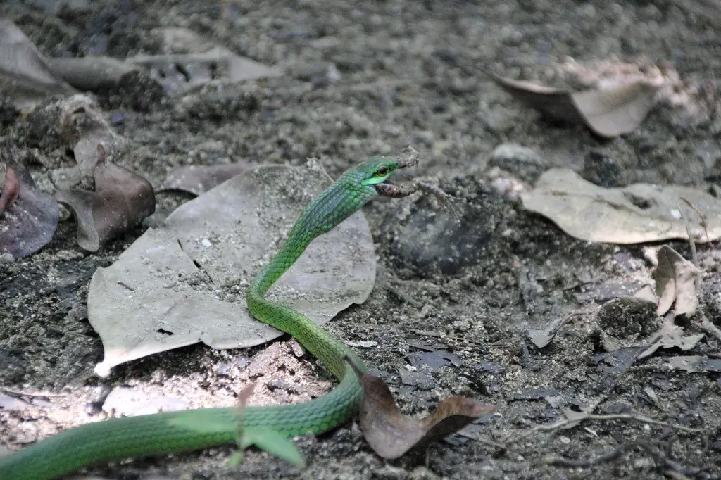 Itinéraire Costa Rica road trip 3 semaines en famille | Blog VOYAGES ET ENFANTS