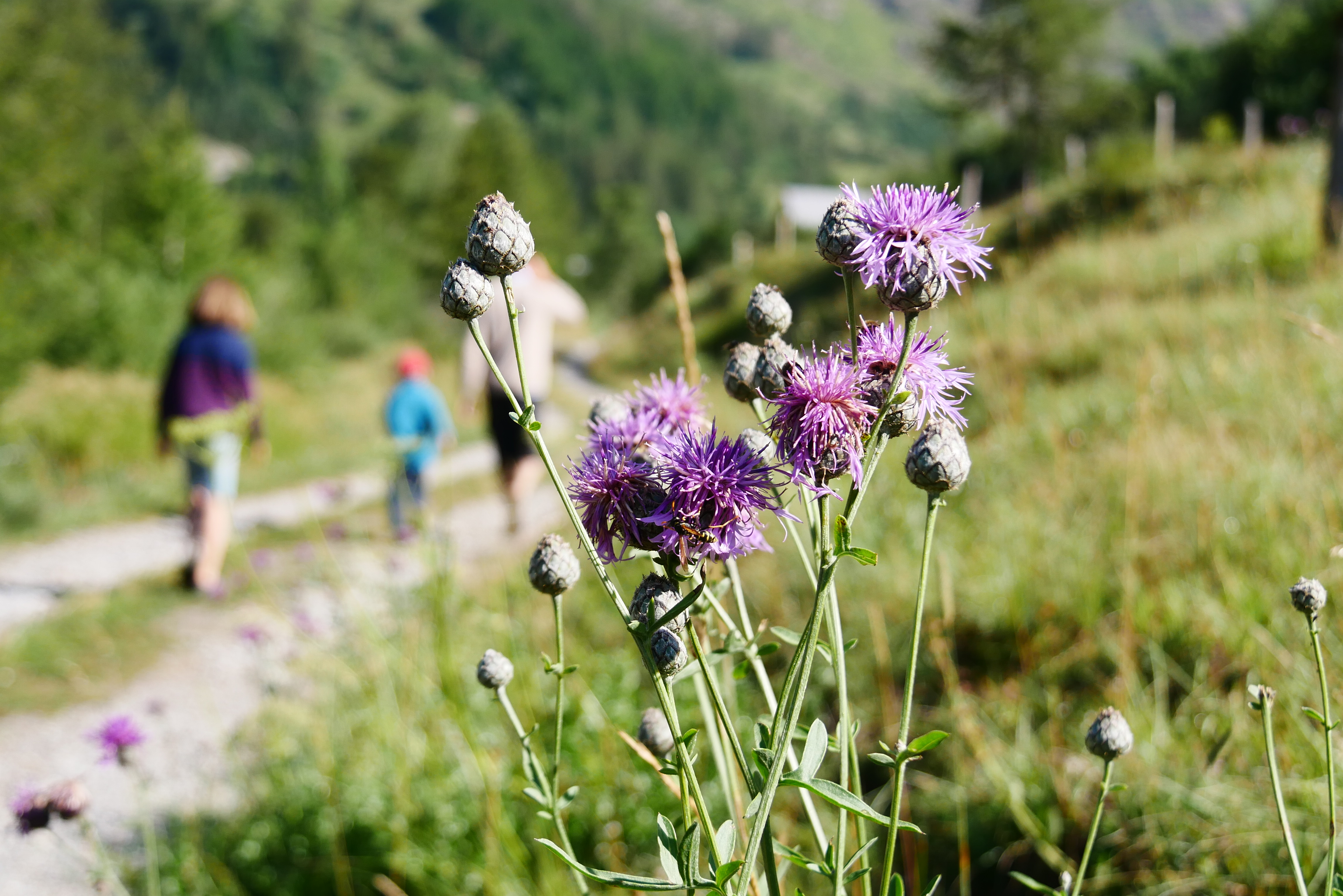 Randonnée Hautes Alpes facile en famille |VOYAGES ET ENFANTS