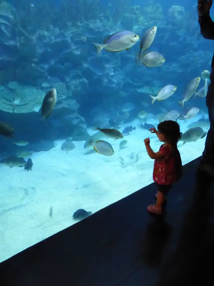 Kuala Lumpur en famille Aquarium Kuala Lumpur en famille coups de coeur visite et cuisine | Blog VOYAGES ET ENFANTS