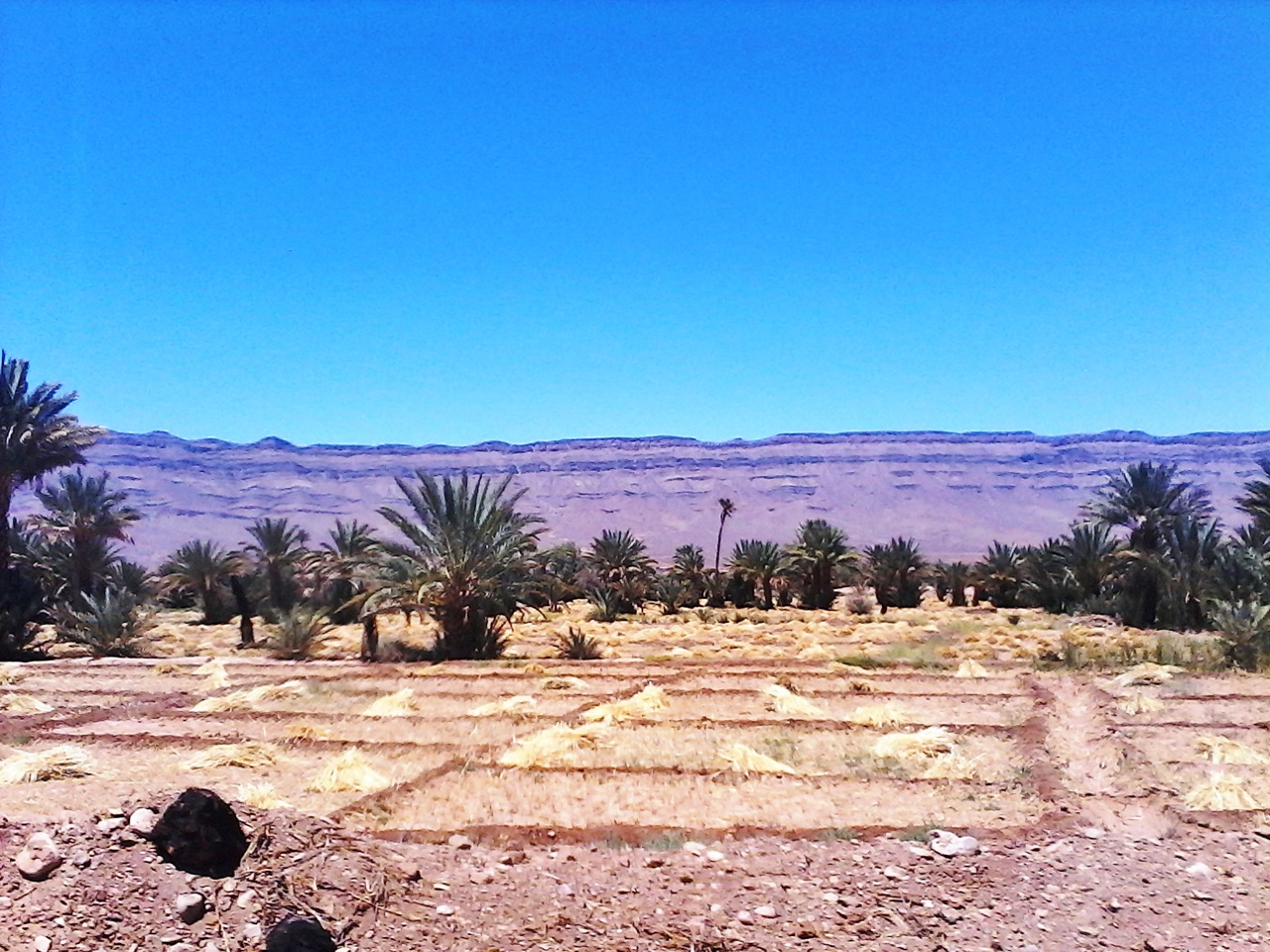 Road trip autour de loasis de Fint Maroc en Maman Solo