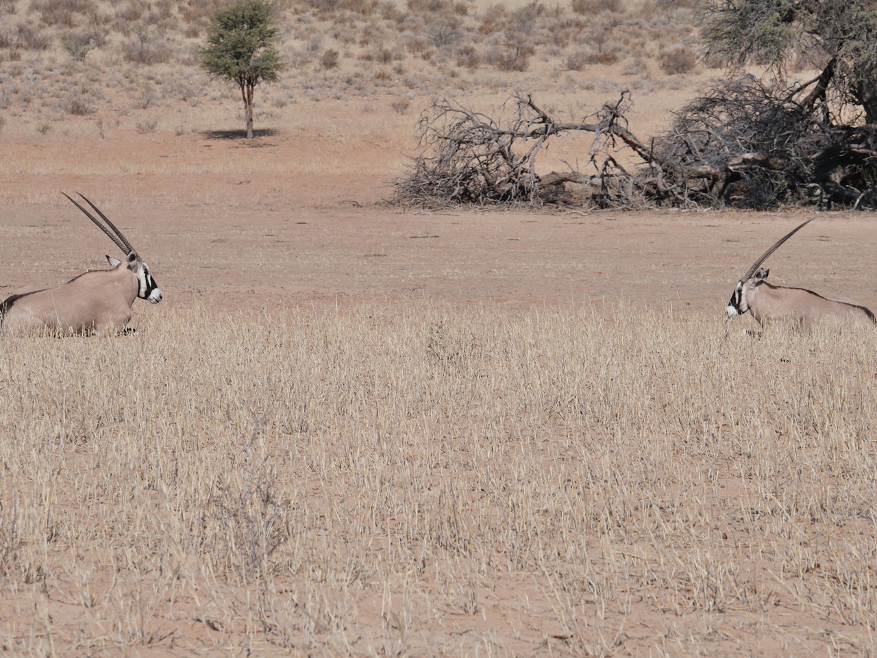 Que voir en Namibie en famille