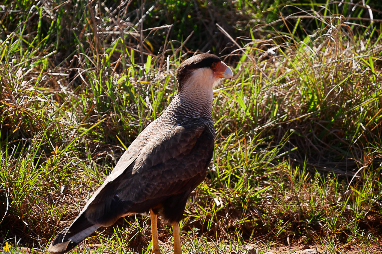 Esteros de Ibera et San Ignacio Mini en famille en 4x4 | Blog VOYAGES ET ENFANTS