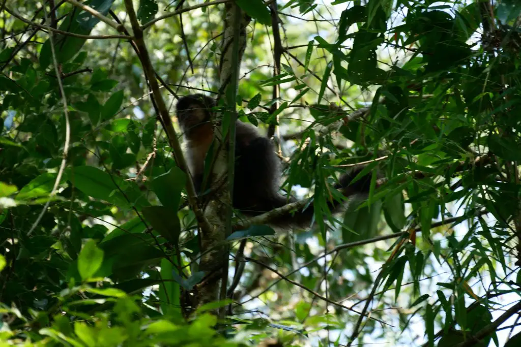 Iguazu en famille Argentine et Brésil activités et conseils | Blog VOYAGES ET ENFANTS