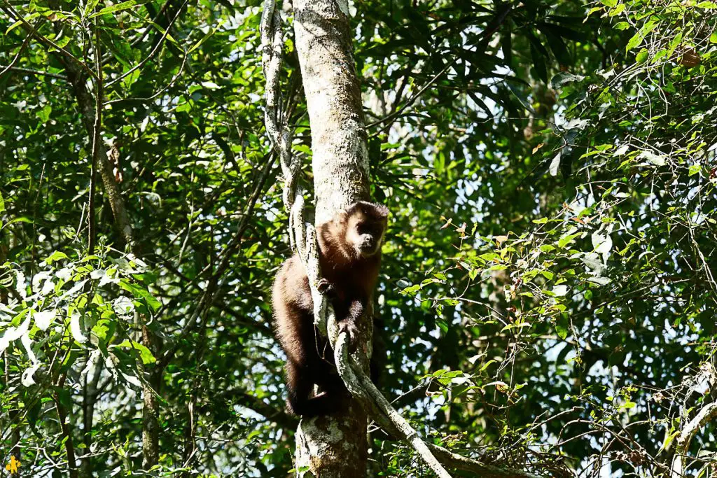 Singe d Iguazu en famille Argentine et Brésil activités et conseils | Blog VOYAGES ET ENFANTS'Iguazu - Chutes d'iGuazu en famille