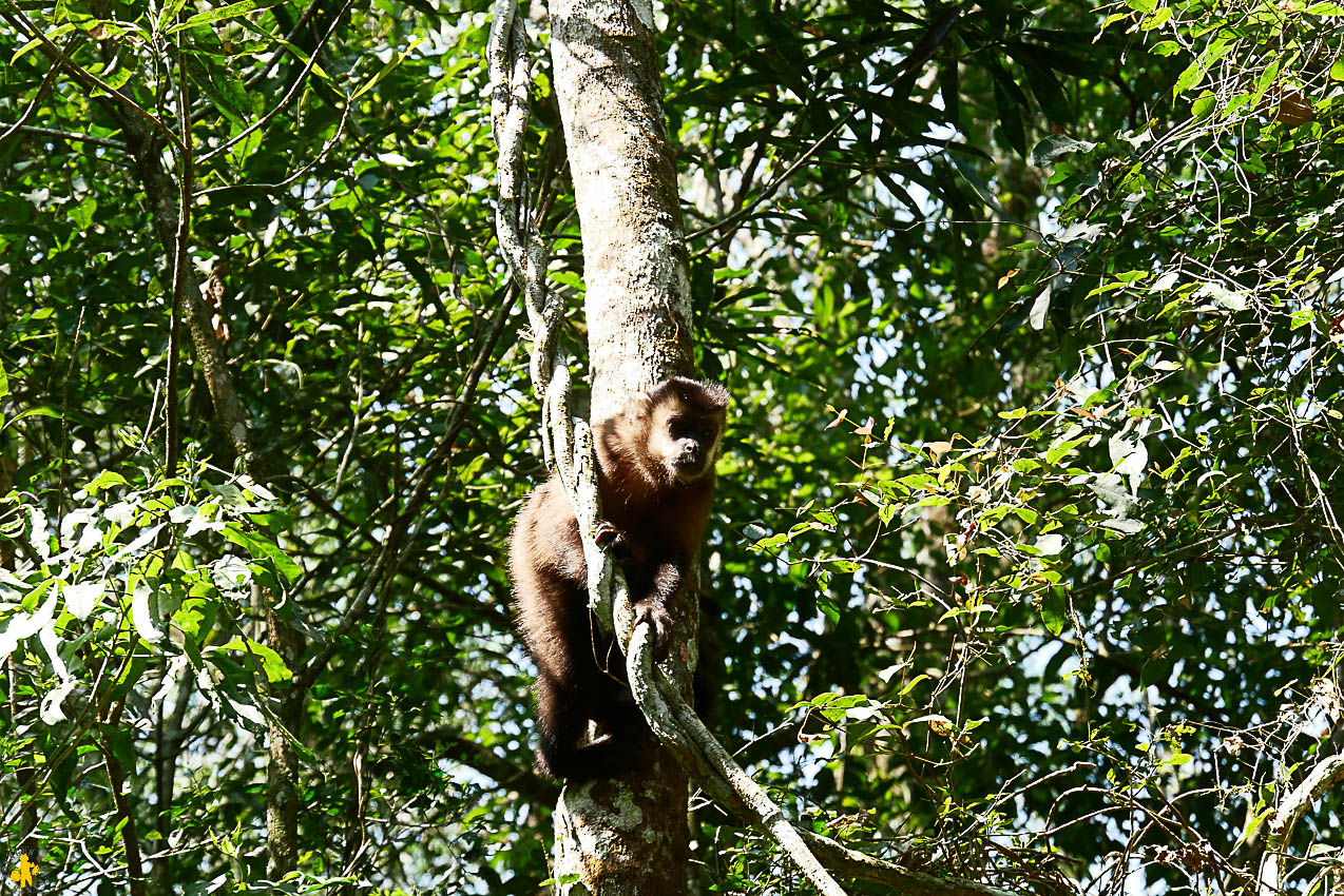 Singe d'Iguazu - Chutes d'iGuazu en famille
