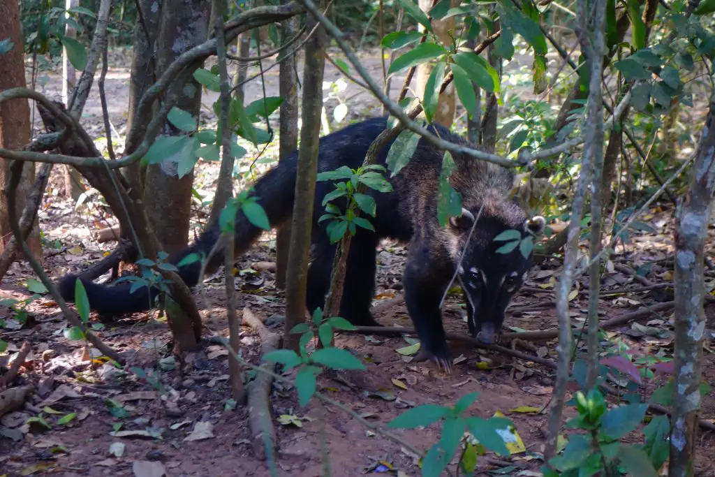 Iguazu en famille Argentine et Brésil activités et conseils | Blog VOYAGES ET ENFANTS