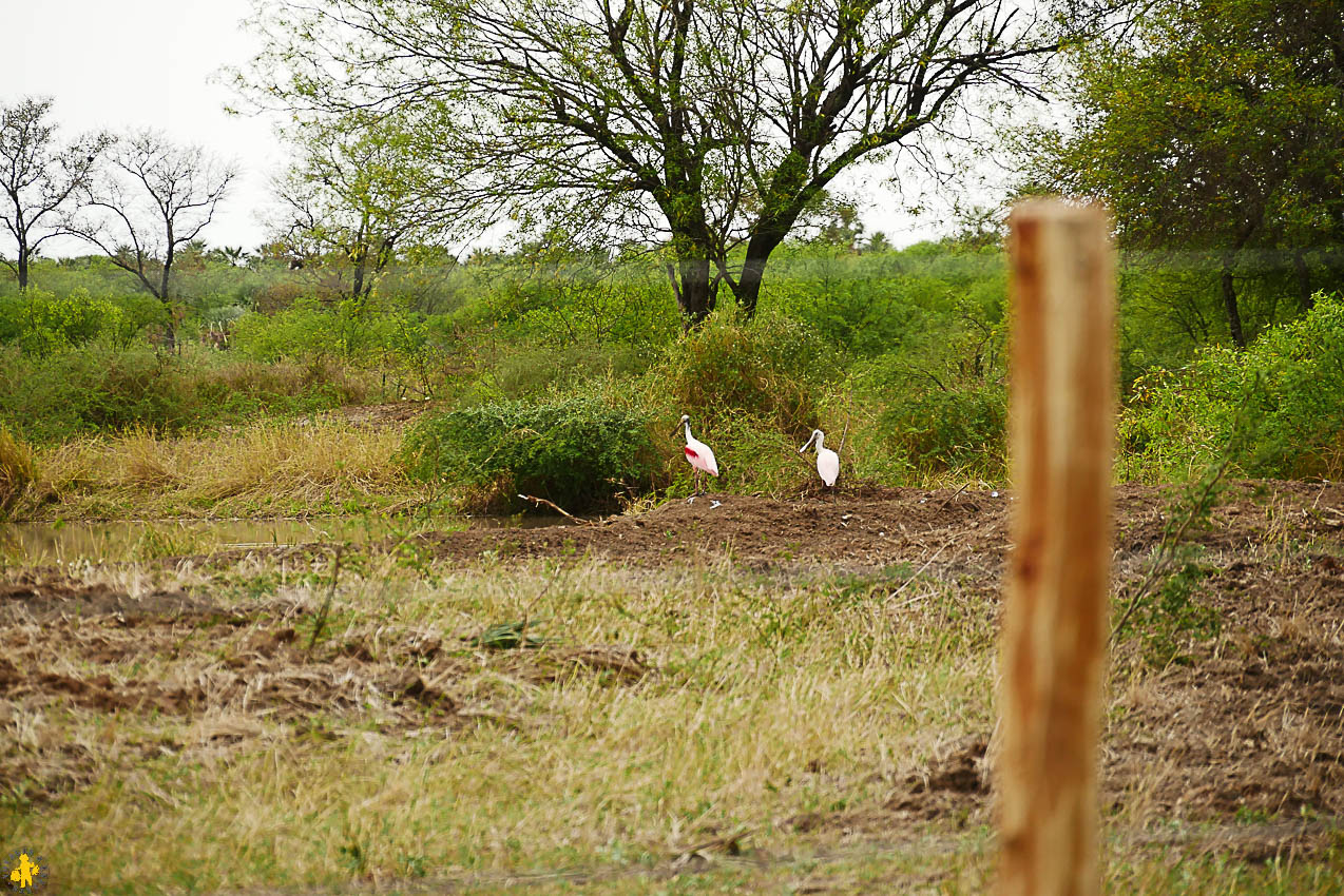 Le Chaco en 4x4 et en famille Filadelfia Paraguay | Blog VOYAGES ET ENFANTS