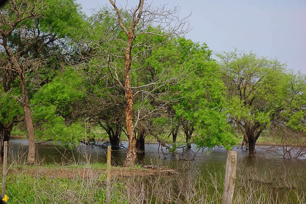 Le Chaco en 4x4 et en famille Filadelfia Paraguay | Blog VOYAGES ET ENFANTS