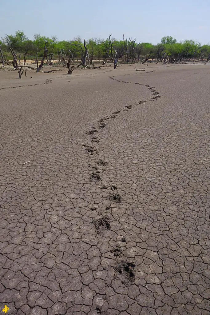 Le Chaco en 4x4 et en famille Filadelfia Paraguay | Blog VOYAGES ET ENFANTS