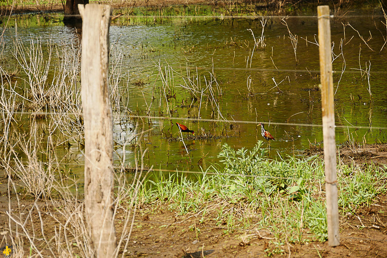 Le Chaco en 4x4 et en famille Filadelfia Paraguay | Blog VOYAGES ET ENFANTS