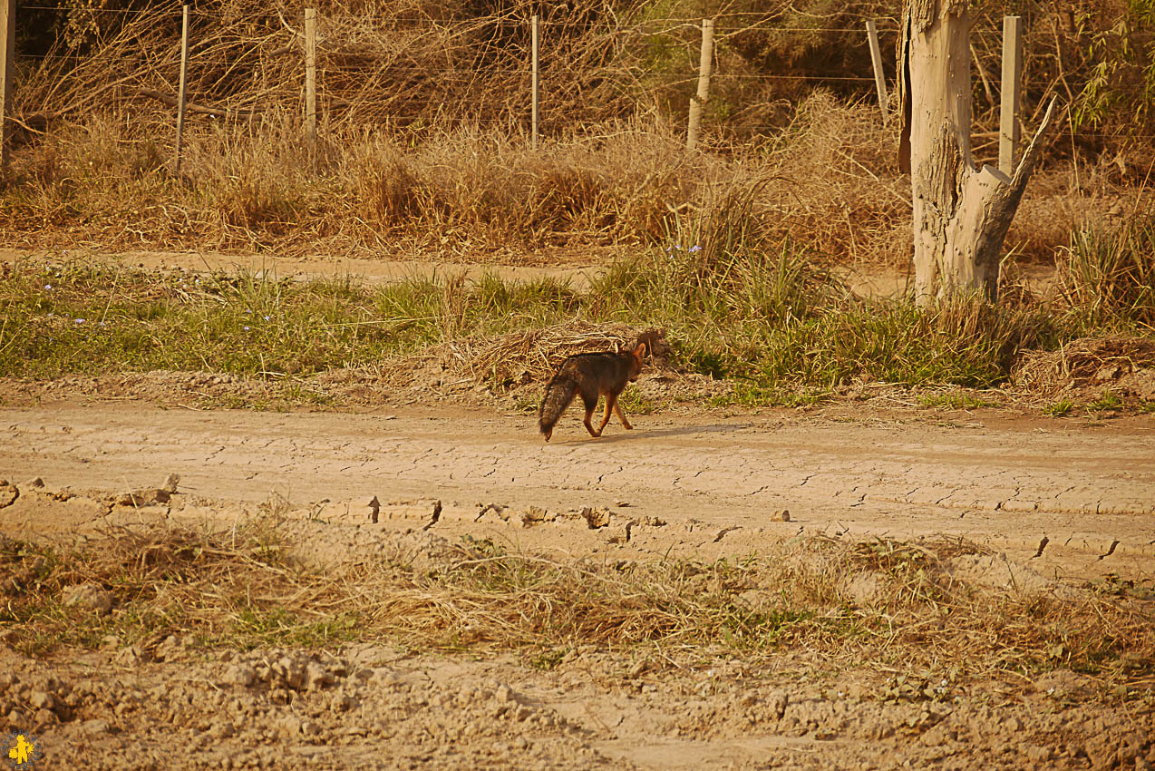 Le Chaco en 4x4 et en famille Filadelfia Paraguay | Blog VOYAGES ET ENFANTS