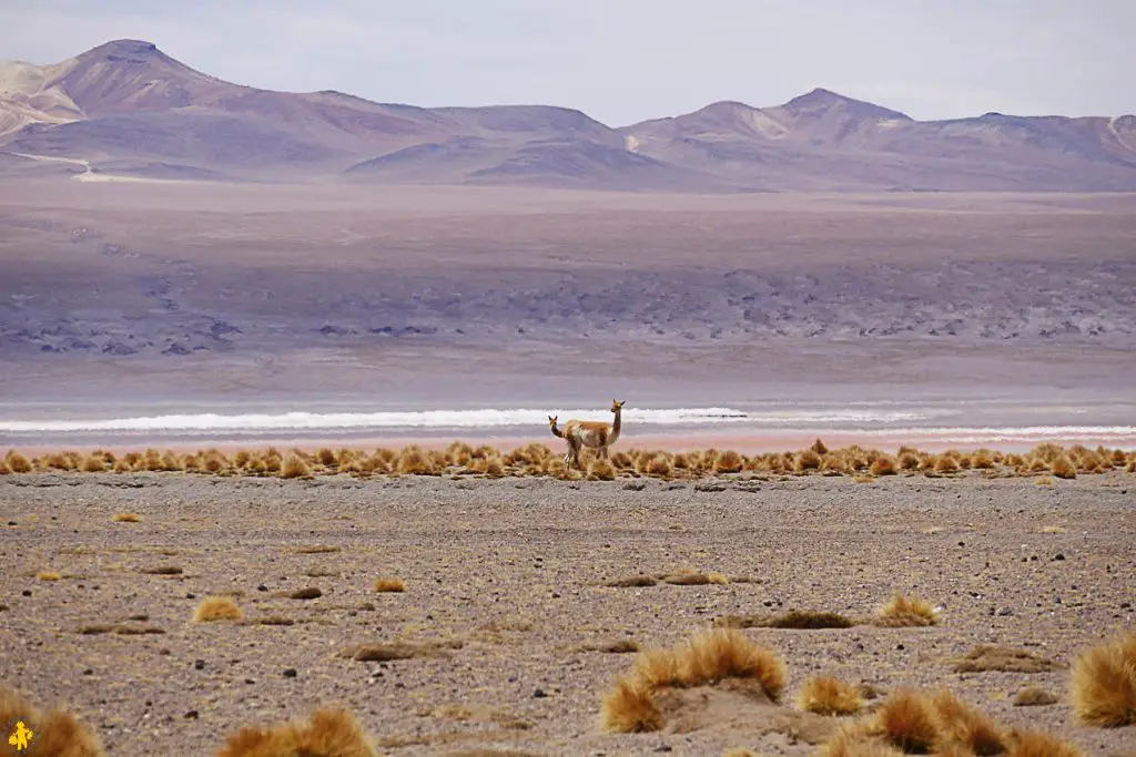 Tour Sud Lipez en autonomie en famille et en 4x4 | Blog VOYAGES ET ENFANTS