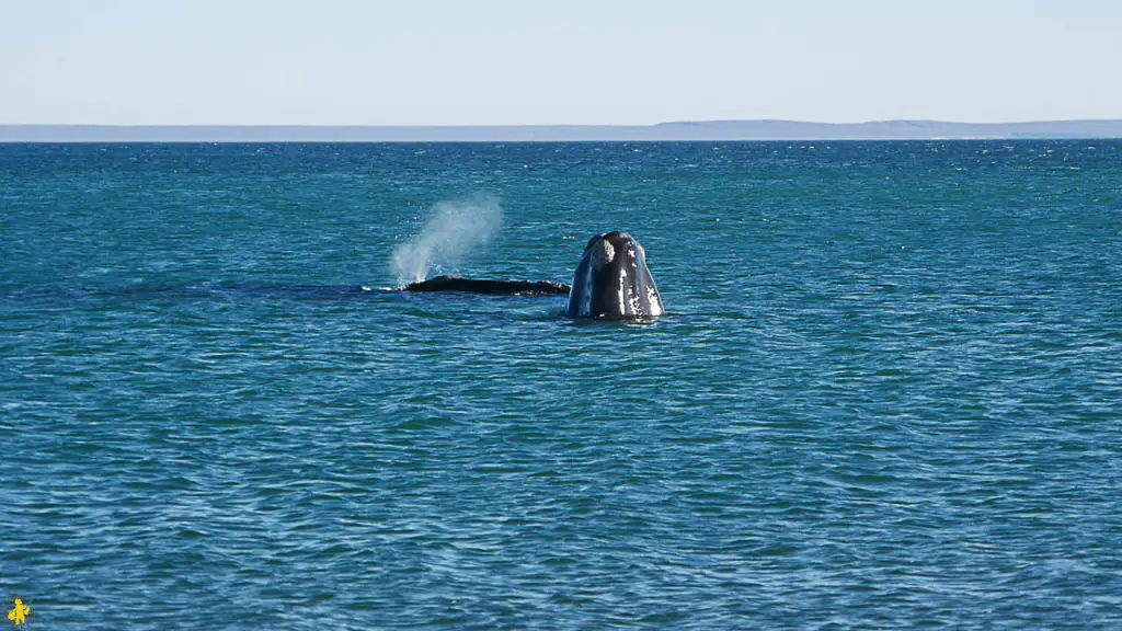 Peninsule Valdes quand comment la visiter en famille | Blog VOYAGES ET ENFANTS