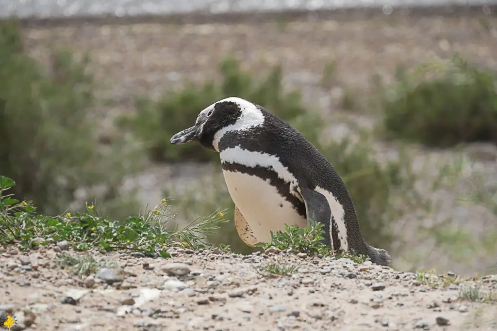 Peninsule Valdes quand comment la visiter en famille | Blog VOYAGES ET ENFANTS