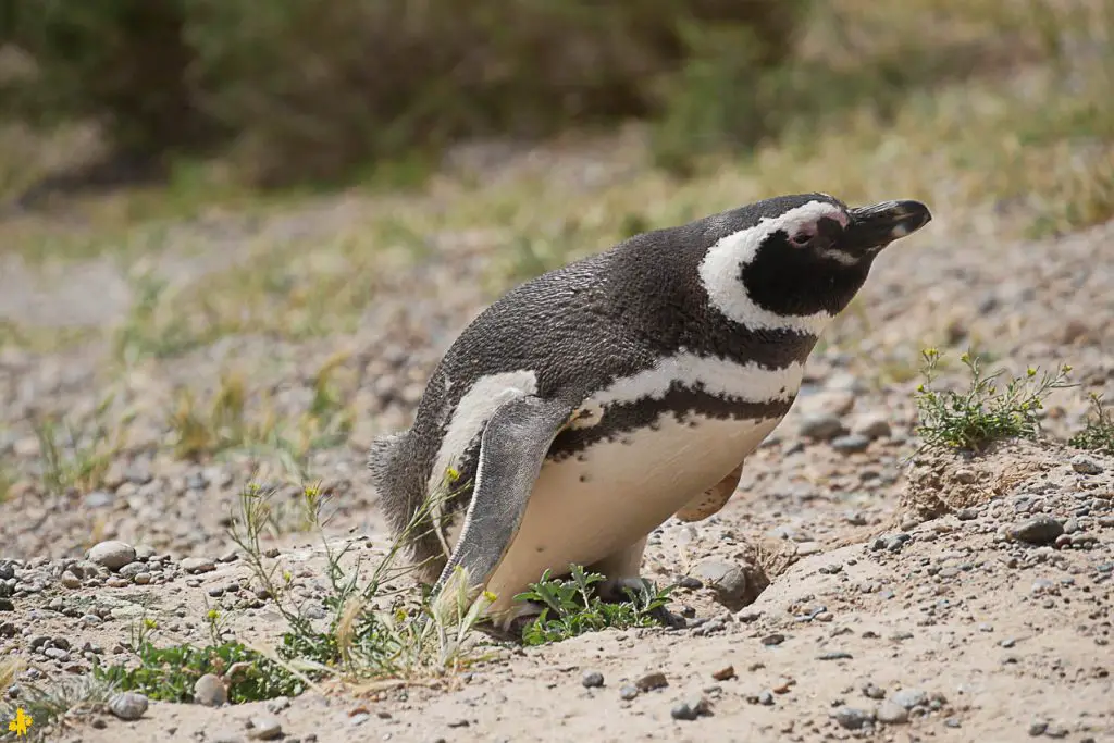 Peninsule Valdes quand comment la visiter en famille | Blog VOYAGES ET ENFANTS