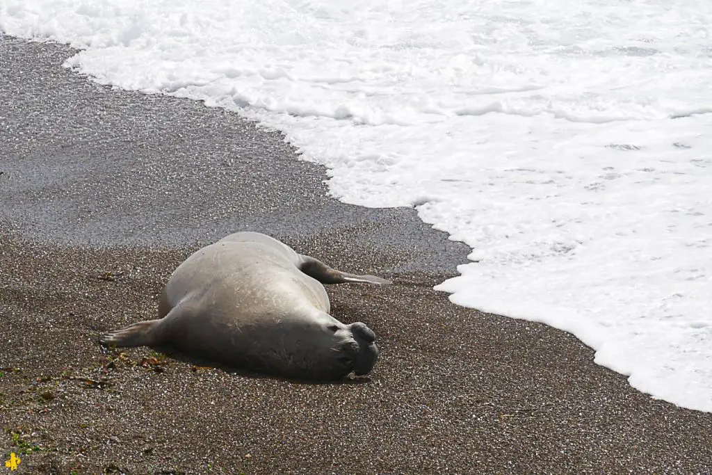 Peninsule Valdes quand comment la visiter en famille | Blog VOYAGES ET ENFANTS