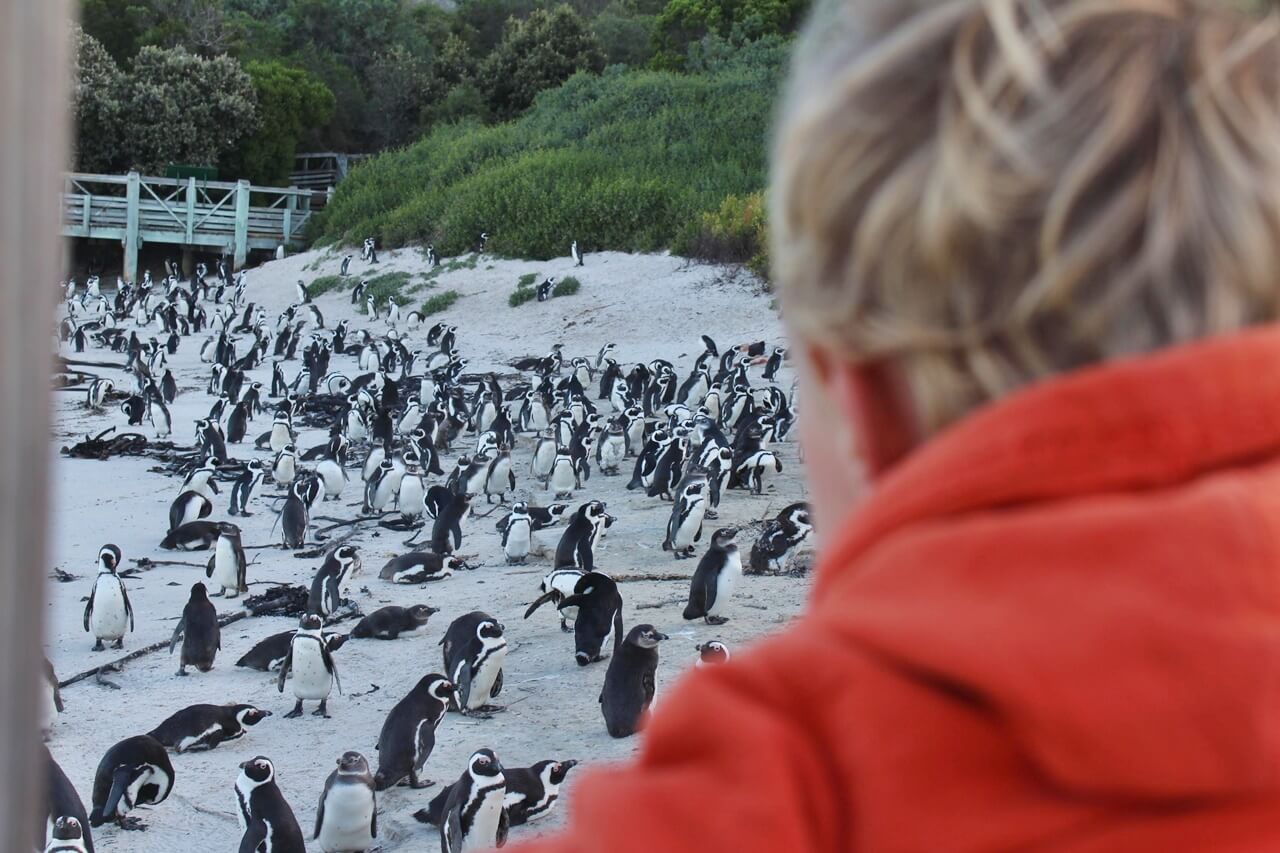 Pinguoin de Boulders Capetown en famille Visite de Cape Town en famille Le Cap avec enfant | Blog VOYAGES ET ENFANTS