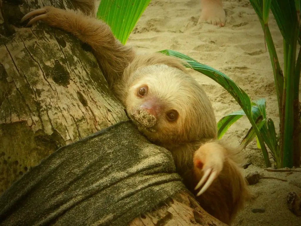 Animaux Costa Rica en famille Vacances février idées pour partir en famille | Blog VOYAGES ET ENFANTS