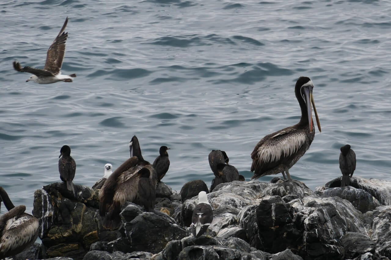 Valparaiso et Viña del Mar en famille Chili | Blog VOYAGES ET ENFANTS