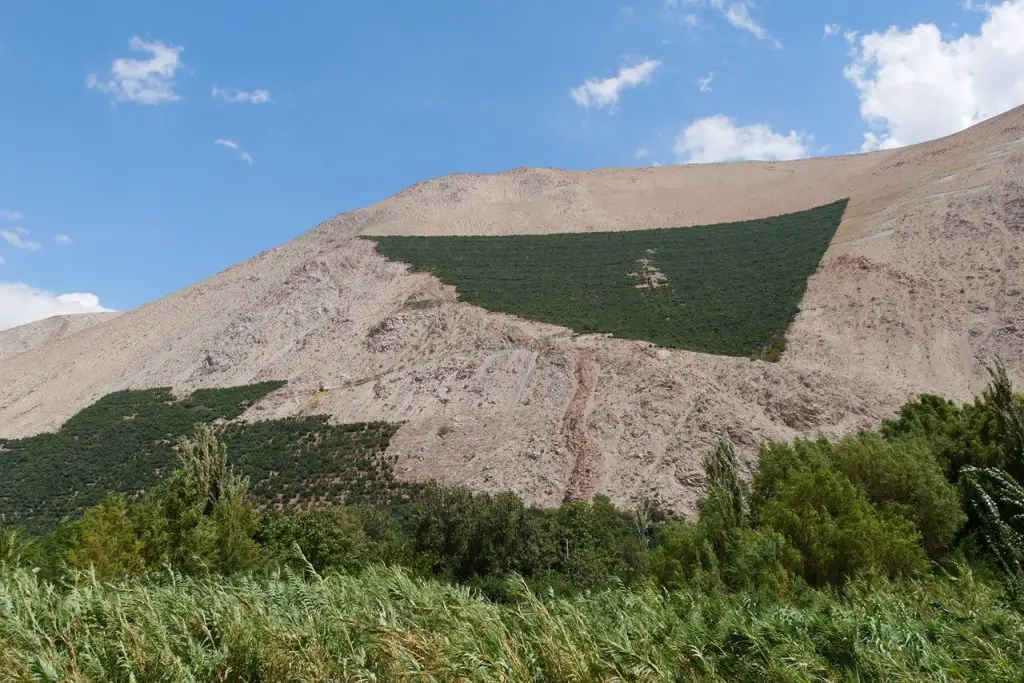 Vignes vallée Elqui Vallée dElqui et Vicuna en 4x4 et en famille | Blog VOYAGES ET ENFANTS