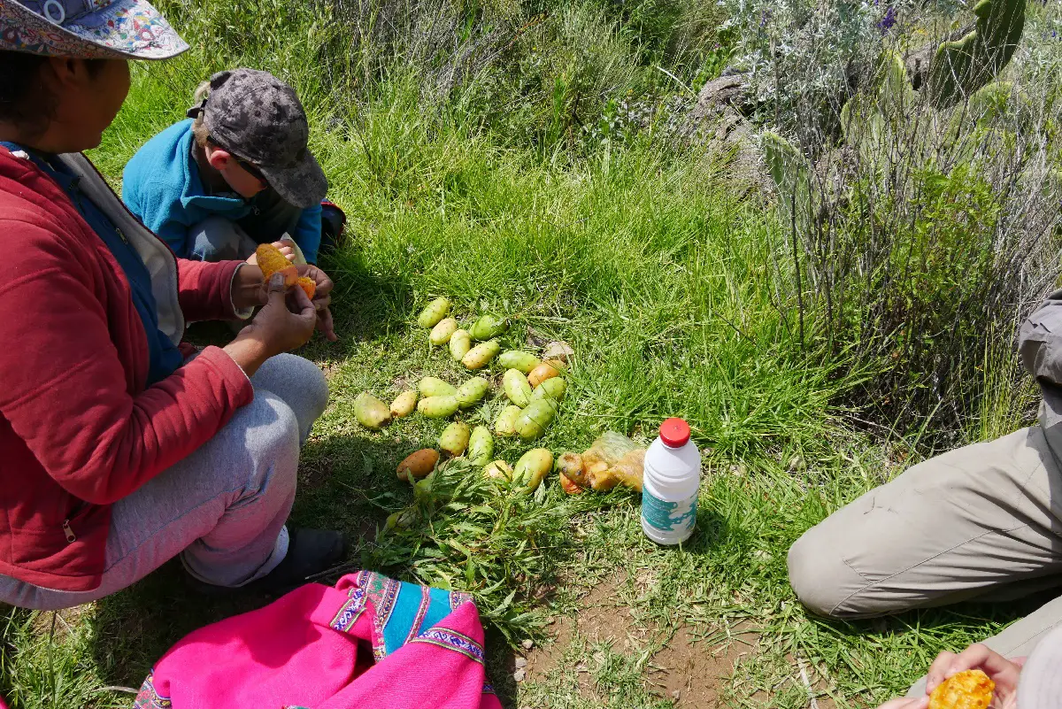 Canyon de Colca Visite et activités en famille ou pas | Blog VOYAGES ET ENFANTS
