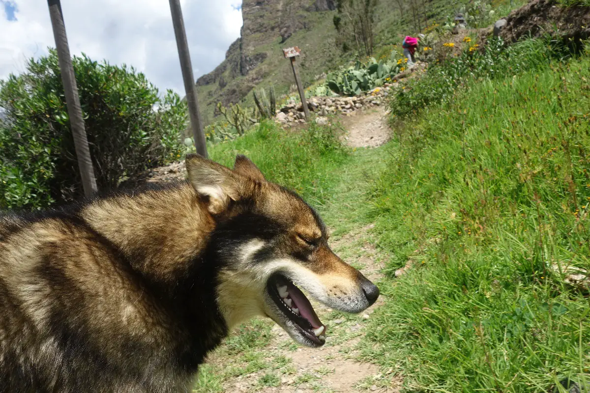 Canyon de Colca Visite et activités en famille ou pas | Blog VOYAGES ET ENFANTS