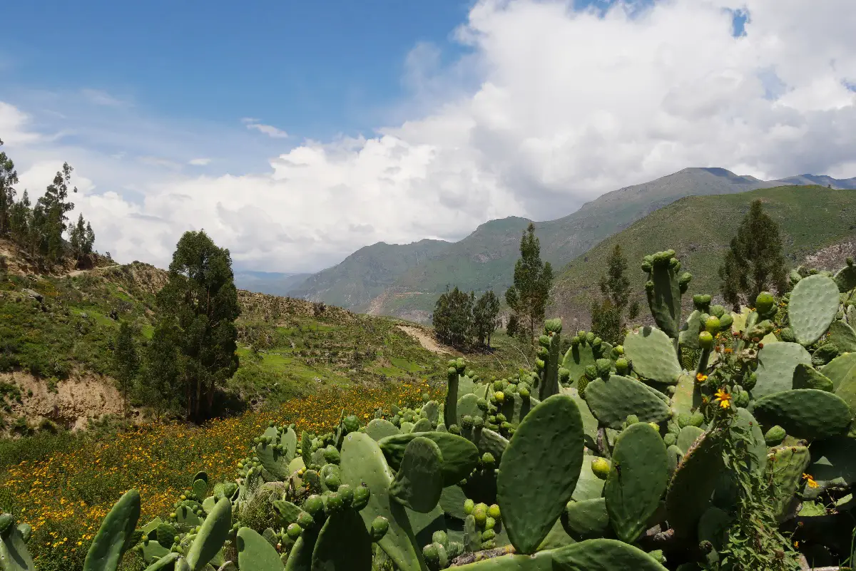 Canyon de Colca Visite et activités en famille ou pas | Blog VOYAGES ET ENFANTS