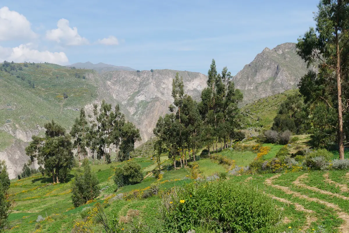 visite Canyon de colca Canyon de Colca Visite et activités en famille ou pas | Blog VOYAGES ET ENFANTS