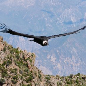 Canyon de Colca Visite et activités en famille ou pas