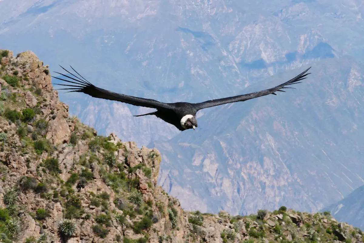 Canyon de Colca Visite et activités en famille ou pas | Blog VOYAGES ET ENFANTS