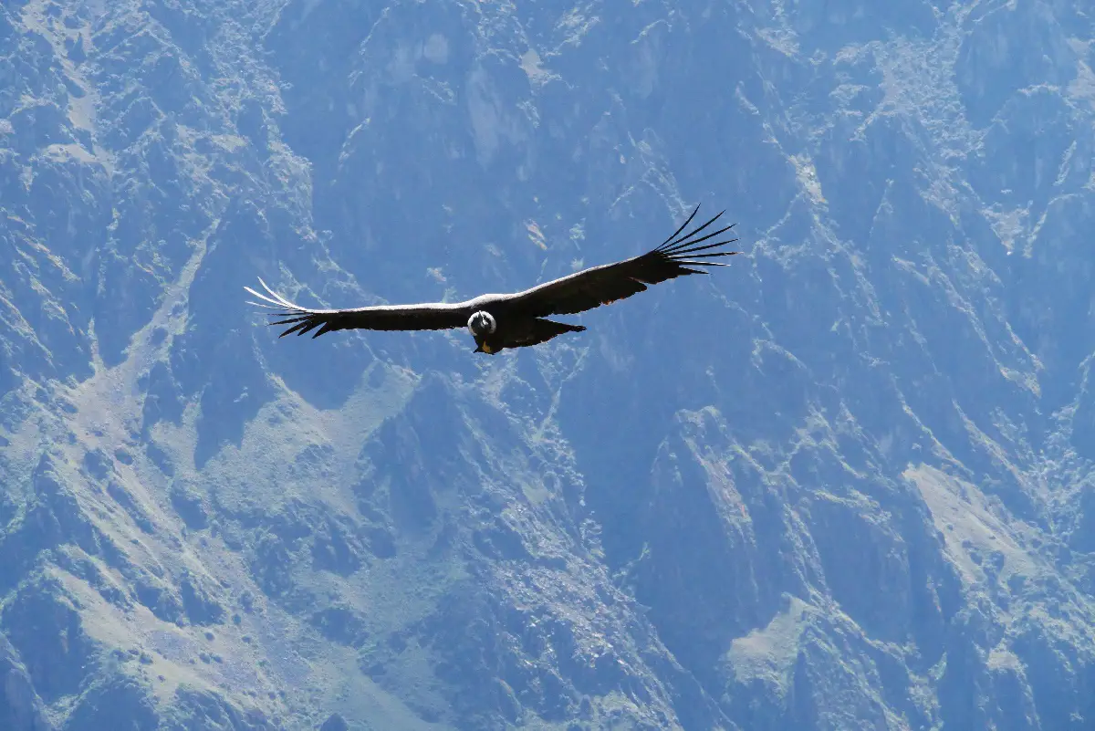 Canyon de Colca Visite et activités en famille ou pas | Blog VOYAGES ET ENFANTS