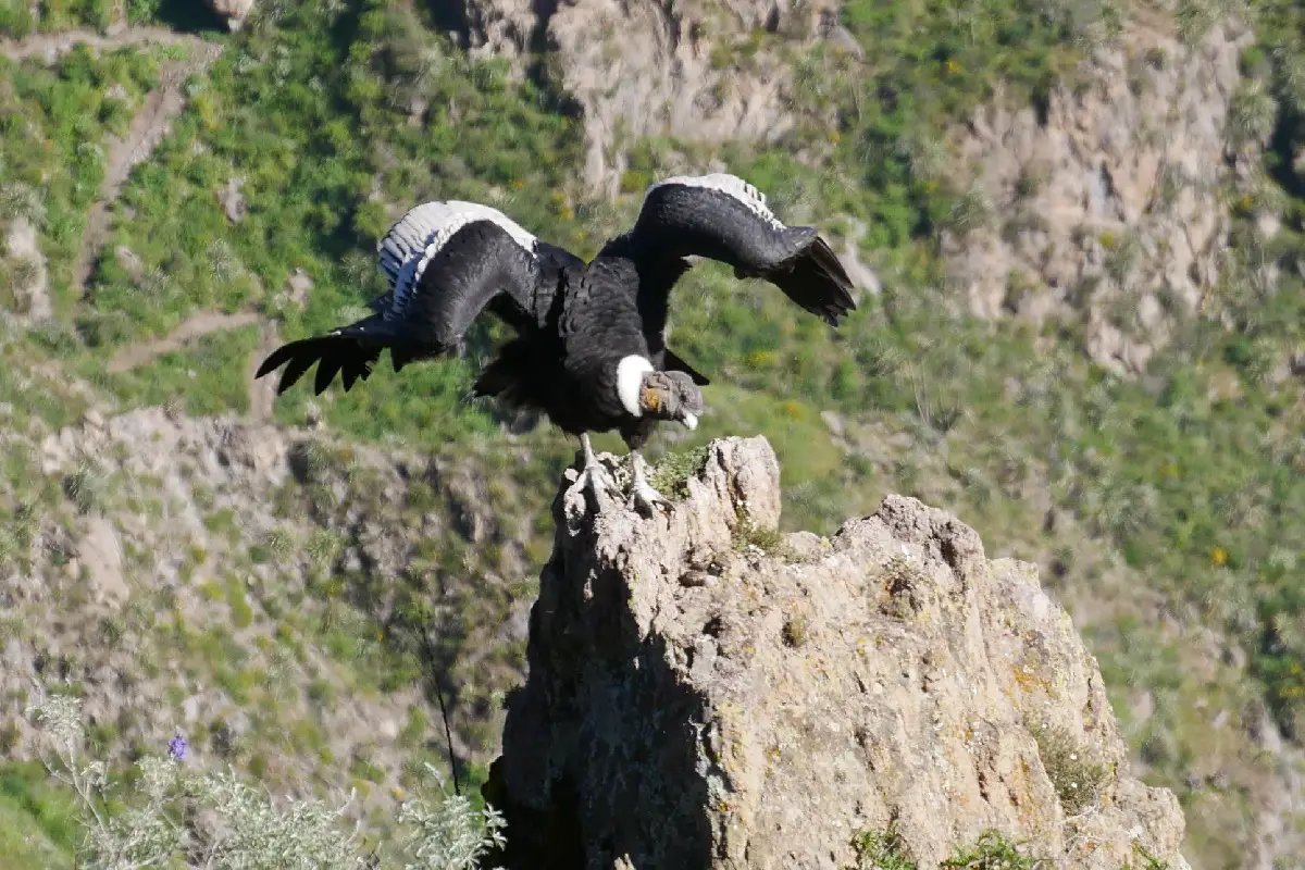 Canyon de Colca Visite et activités en famille ou pas | Blog VOYAGES ET ENFANTS