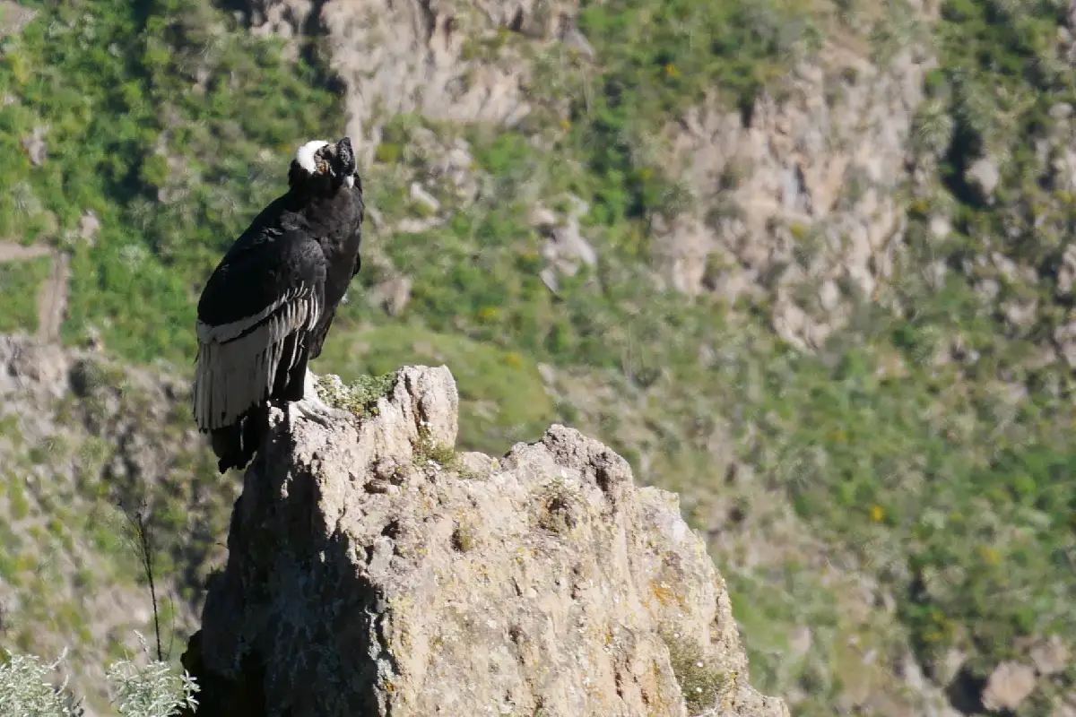 Canyon de Colca Visite et activités en famille ou pas | Blog VOYAGES ET ENFANTS