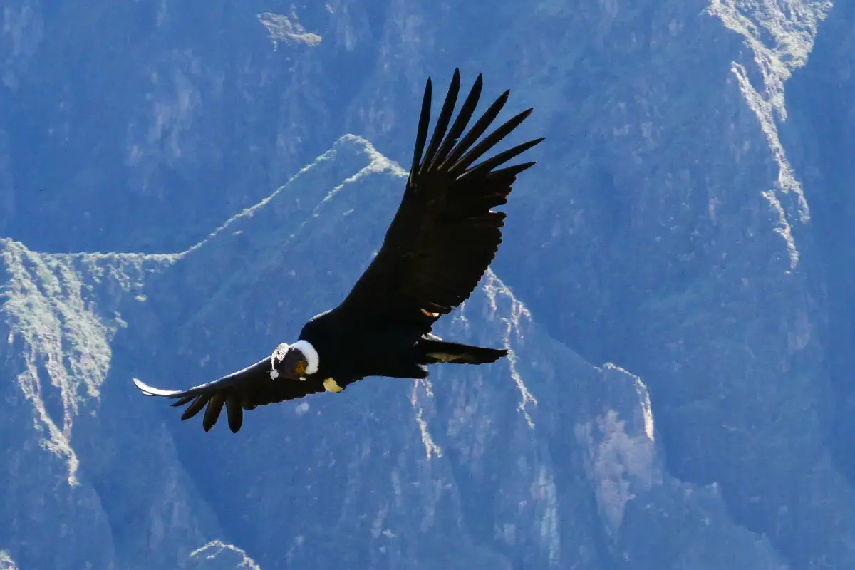 Que voir Canyon de Colca Canyon de Colca Visite et activités en famille ou pas | Blog VOYAGES ET ENFANTS