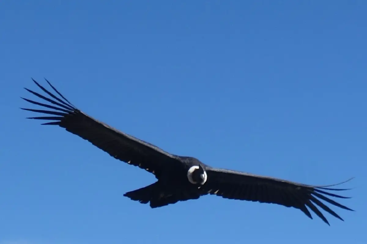 Canyon de Colca Visite et activités en famille ou pas | Blog VOYAGES ET ENFANTS