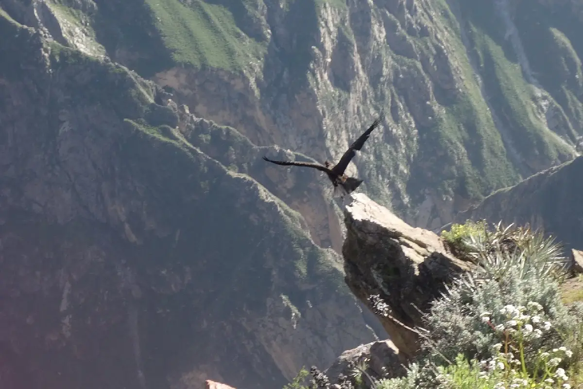 Canyon de Colca Visite et activités en famille ou pas | Blog VOYAGES ET ENFANTS