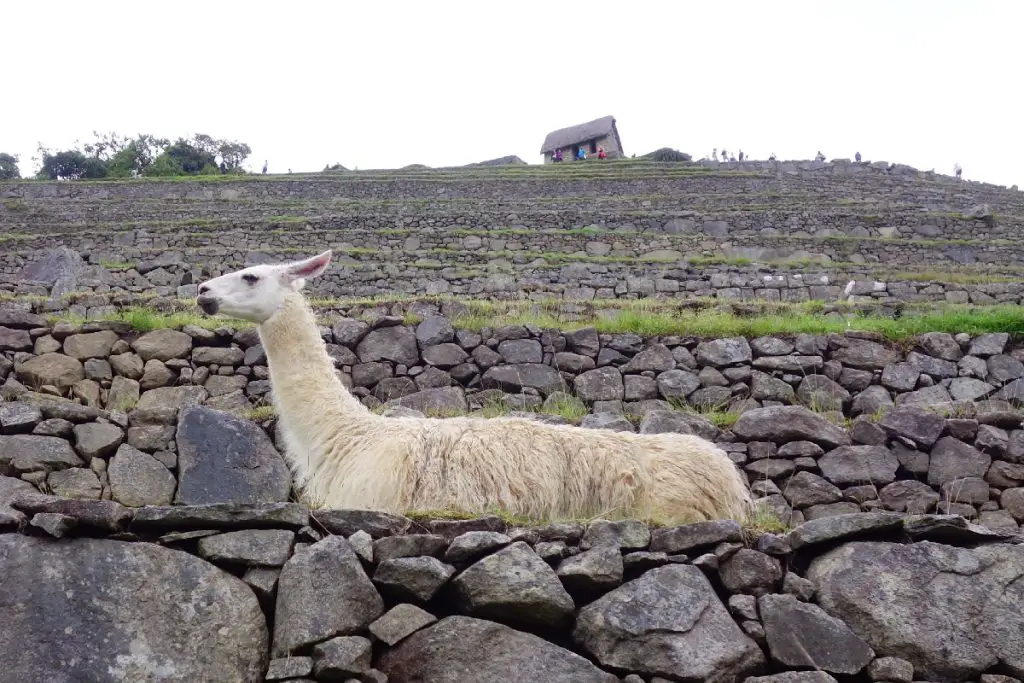 Visiter Machu Picchu Machu Picchu en famille notre visite infos pratiques blog