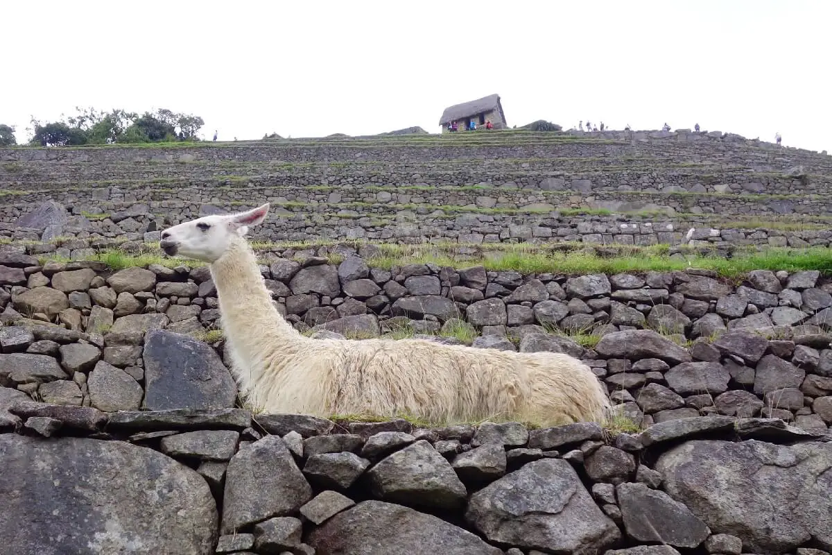 Machu Picchu en famille visite infos pratiques Blog VOYAGES ET ENFANTS