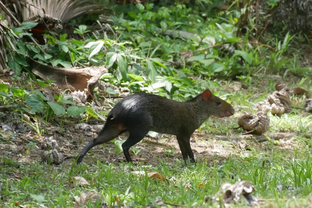 Parc Tayrona en famille | Blog VOYAGES ET ENFANTS