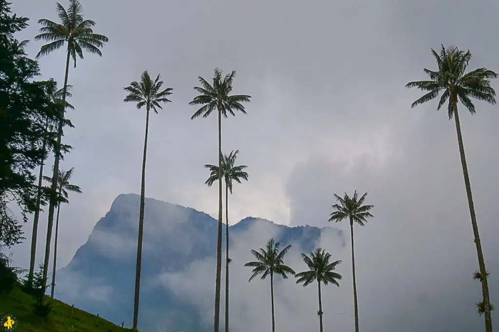 Colombie Zone cafetiere Vallée de Cocora Bilan voyage en famille tour du monde | Blog VOYAGES ET ENFANTS