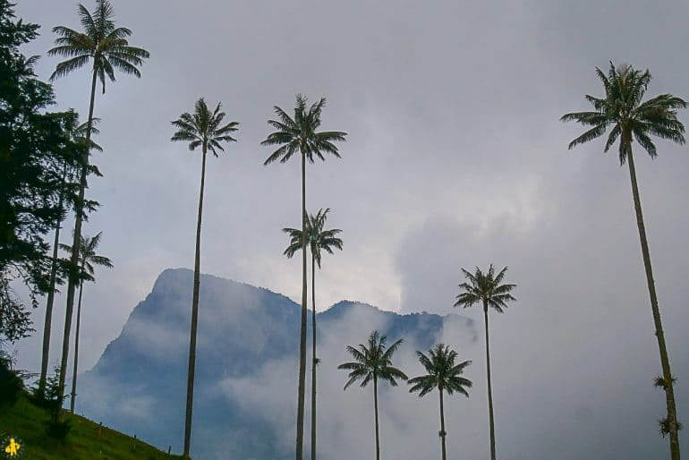 Colombie Zone cafetiere Vallée de Cocora