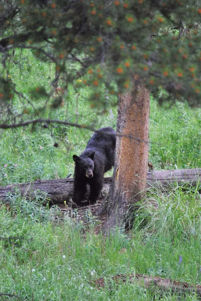 Wyoming en famille 10 jours aux parcs Grand Téton Yellostowne | Blog VOYAGES ET ENFANTS