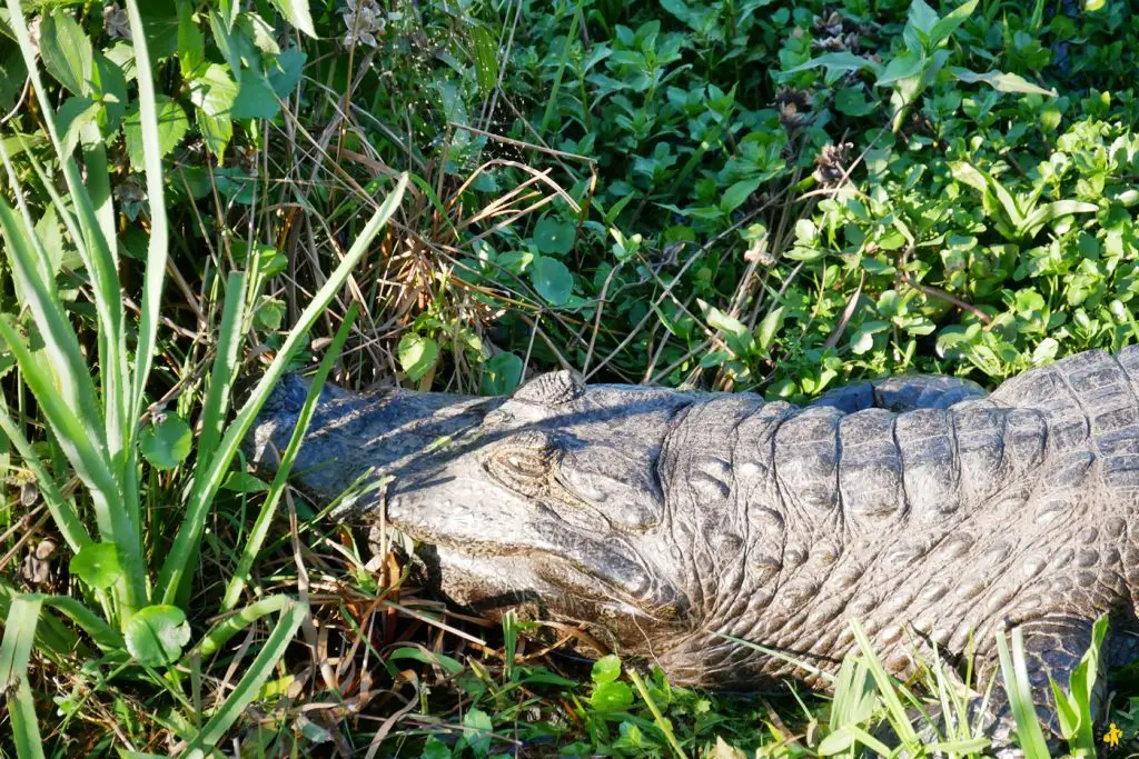 Caïman Animaux en Argentine où observer la faune en famille | Blog VOYAGES ET ENFANTS