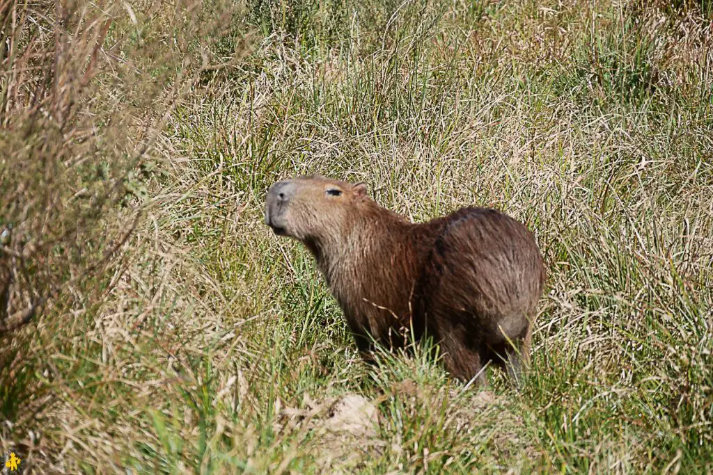 Capybara Animaux en Argentine où observer la faune en famille | Blog VOYAGES ET ENFANTS