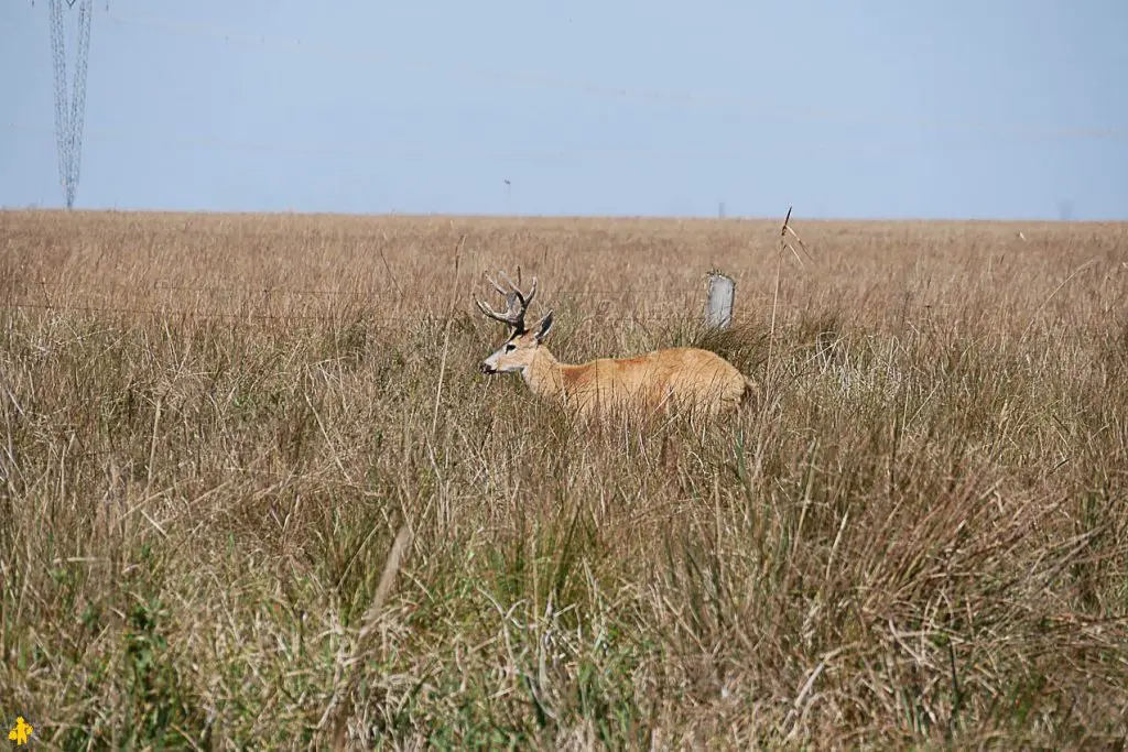 Cerf des Marais Animaux en Argentine où observer la faune en famille | Blog VOYAGES ET ENFANTS