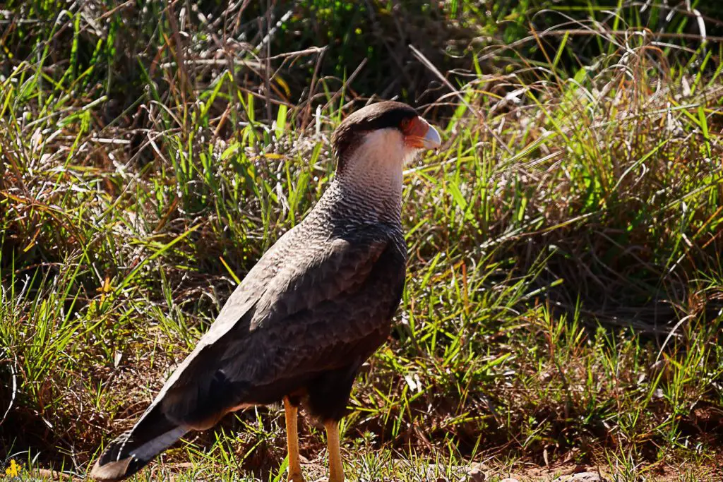 Animaux en Argentine où observer la faune en famille | Blog VOYAGES ET ENFANTS