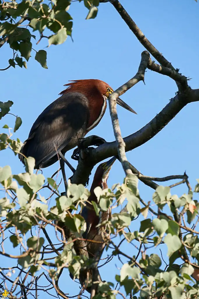 Animaux en Argentine où observer la faune en famille | Blog VOYAGES ET ENFANTS