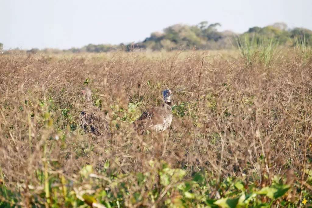 Animaux en Argentine où observer la faune en famille | Blog VOYAGES ET ENFANTS