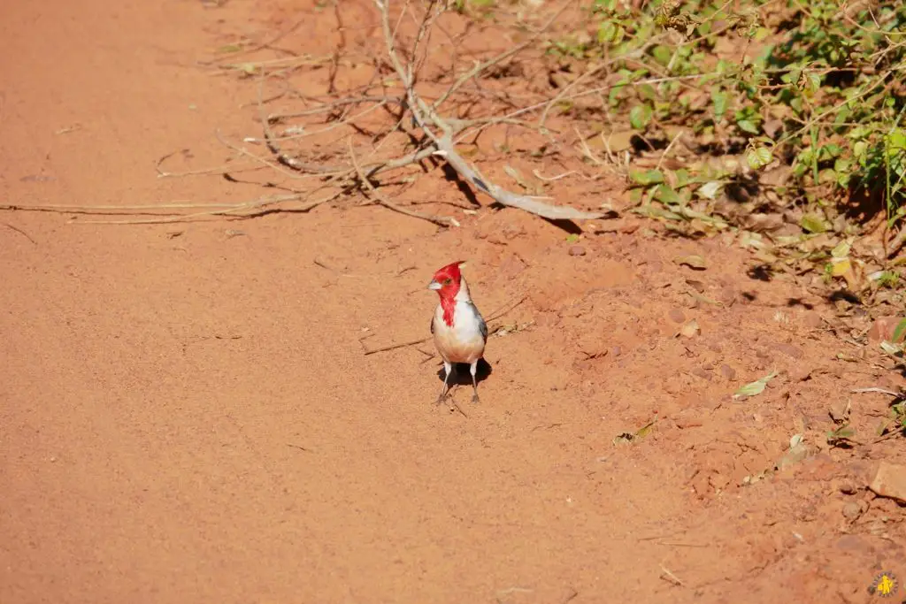 Animaux en Argentine où observer la faune en famille | Blog VOYAGES ET ENFANTS