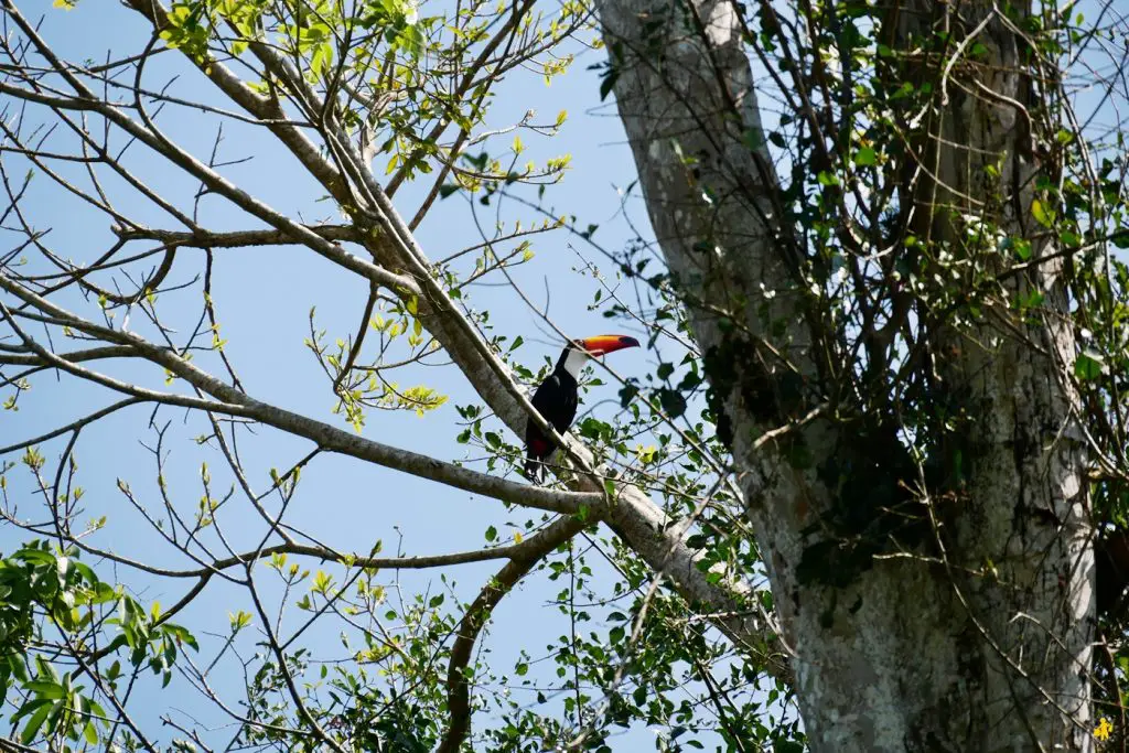 Animaux en Argentine où observer la faune en famille | Blog VOYAGES ET ENFANTS